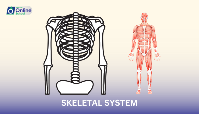 Lesson 01: Understanding the Skeletal System